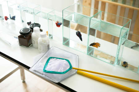 beautiful siamese betta fish in the glass and water near equipments