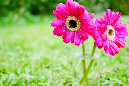Beautiful pink and fresh Zinnia flower that place in the home garden in the morningの写真素材