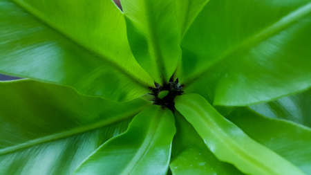 Many of house plants pot near window in downtown city. there are decorative plant in natural forest in Asiaの写真素材