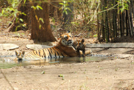 tigress with cubs
