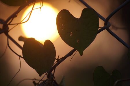 World of Loveの写真素材