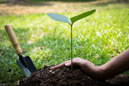 The young man is planting the tree in the garden to preserve environment concept, nature, world, ecology and reduce air pollution.の写真素材