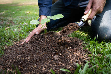The young man is planting the tree in the garden to preserve environment concept, nature, world,...