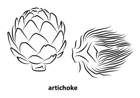 Artichoke sketch style. Hand drawn illustration of farm fresh product. Herbs vintage style Vector isolated on white background.のイラスト素材