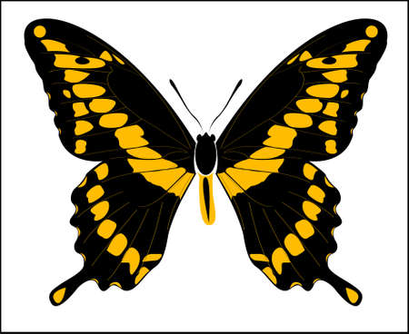 Vector illustration drawing of Giant Swallowtail butterfly isolated on white backgroundのイラスト素材