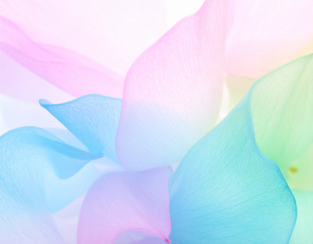 pink and blue petals on a white background. soft focusの素材