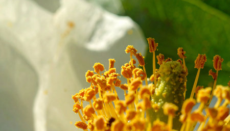 Close up of the pistil and stamens of a flowerの素材