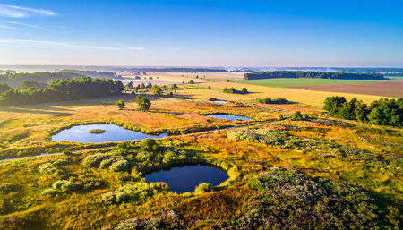 Aerial view of the heathland at sunrise in summer.の素材