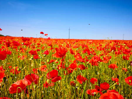 Beautiful poppy field backgroundの写真素材