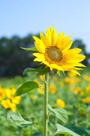 sunflower aloneの写真素材