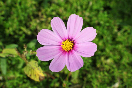 Cosmos flower closeup