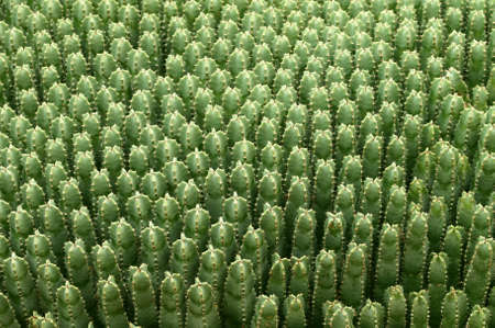 Peruvianus cactus backgroundの写真素材