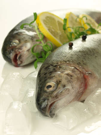 Closeup of two fresh trouts on ice cubesの写真素材