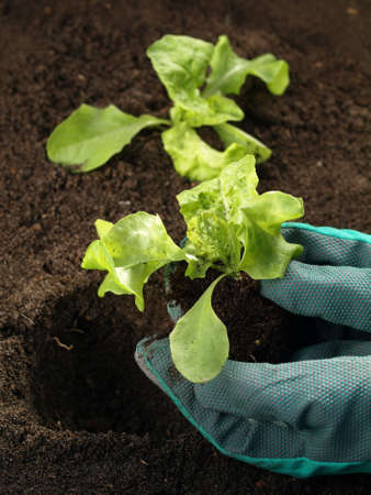 Closeup of lettuce transplanting: spring garden workの写真素材