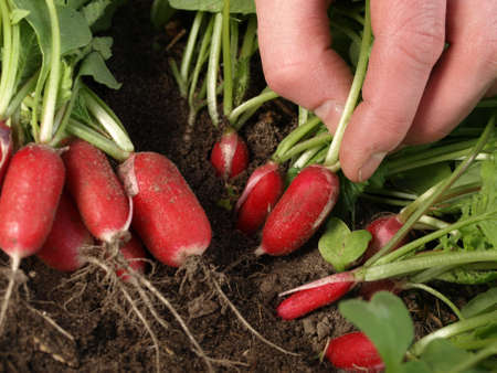 Fresh cropped radishes from the garden, closeup の写真素材