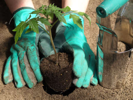 Garden work: transplanting tomato with gloves