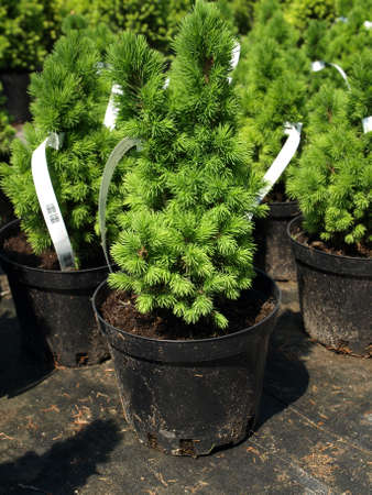 Closeup of Picea Glauca Conica seedling in flowerpotの写真素材