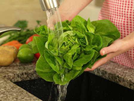 Showering lettuce in order to avoid worms