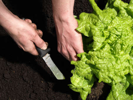 Cutting ripe lettuce out of ground with knifeの写真素材