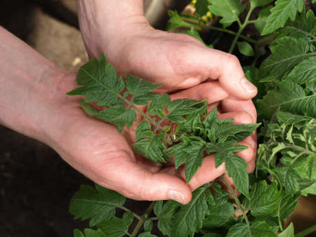 Two hands holding a branch of tomato plant