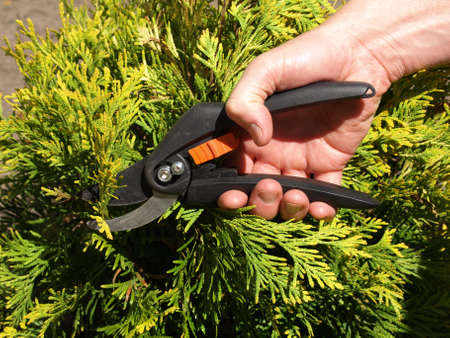 Gardener cutting branches with the help of shears