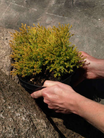 Flower pot with coniferous shrub in garden