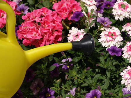 Pouring water into the flowers in gardenの写真素材