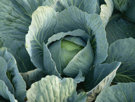 Huge and ripe green cabbage from a fieldの写真素材
