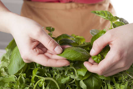Collecting fresh basil leaves from the basketの写真素材