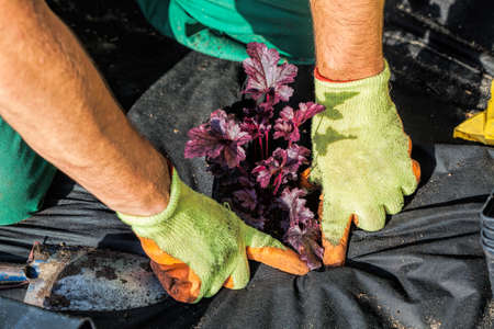 Horticulturist seeds plant into weed barrier sheetの写真素材
