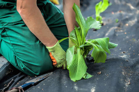 Gardener seeds plant into weed barrier sheetの写真素材