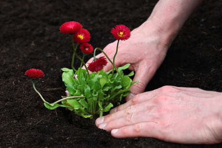 End of planting daisy seedlingの写真素材