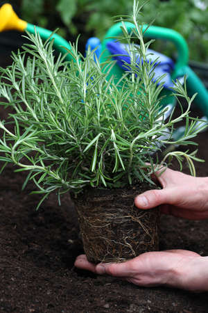 Rosemary seedling with roots ready for planting in soilの写真素材