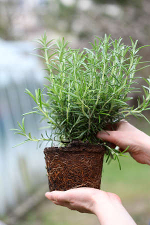 Checking rosemary seedling with roots before plantingの写真素材