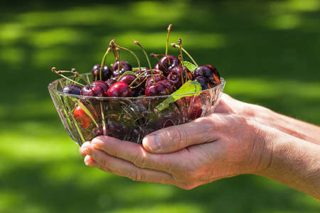 Hands holding a dish with sweet cherriesの写真素材