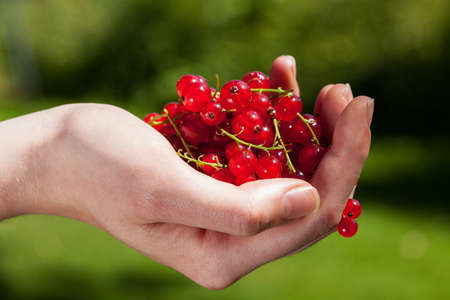 A caucasian hand holding fresh red currantの写真素材