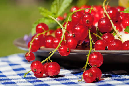 Freshly picked red currants on a silver plateの写真素材