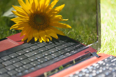 Open notebook and sunflower in the gardenの写真素材