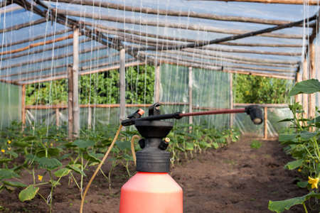Big greenhouse in summer when the plants are growing up