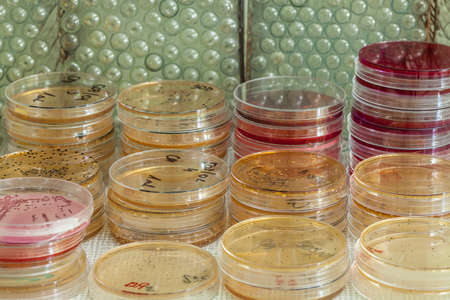 Agar plates with bacterias in laboratory place