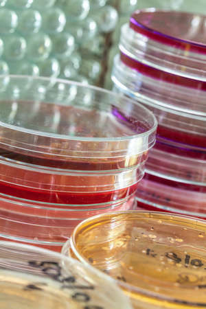Colourful petri dishes in laboratory in front of the test tubesの写真素材
