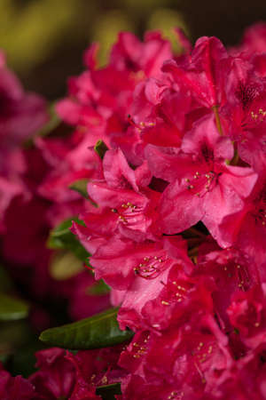 A close up of a pink azalea flowerの写真素材