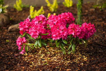A trim flowerbed with pretty blooming azaleasの写真素材