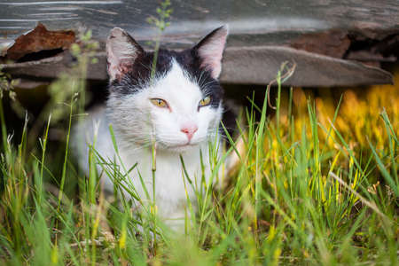 A white cat observing something while hiding in the grassの写真素材