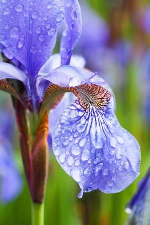 A close up of an electric blue flower petalの写真素材