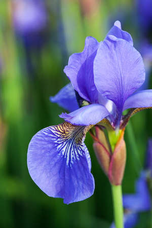 A close up of beautiful iris petalsの写真素材