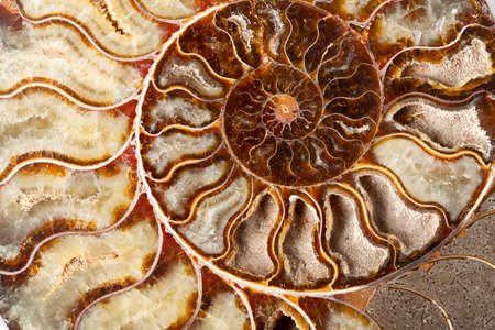 Beautiful golden ammonite mineral in close up
