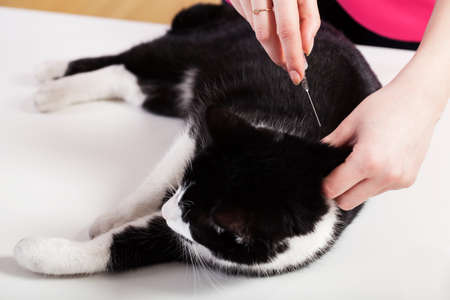 Cat lying on the table during injectionの写真素材