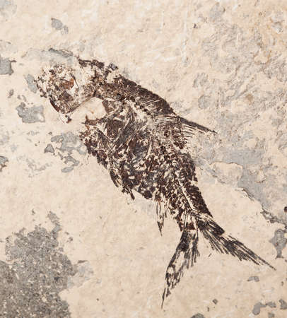 Beautiful prehistoric fish imprint on the stone in closeup の写真素材