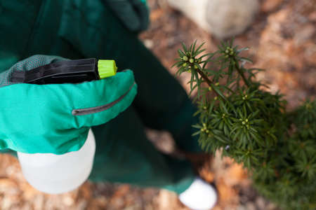 Horizontal view of a gardener during spraying plantの写真素材
